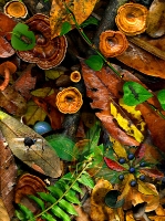 Forest Floor...limited edition 50