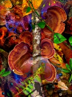 Fungaia...limited edition 50