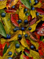 Quandong Steps...limited edition 50