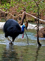 Cassowary Daintree...open edition
