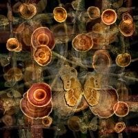 Nightshade ...limited edition 120