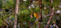 Forest Scene ...limited edition 50