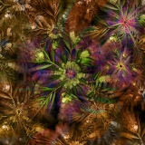 Acacia Dreaming...limited edition 120