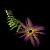 Acacia Sky Hopper...limited edition 120