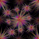 Eucalypt dala...limited edition 120