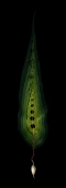Leaf Cocoon...limited edition 120