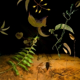 Sabi Desert...limited edition 120