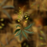 Branchling...limited edition 120