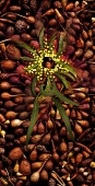 Raising Seeds...limited edition 120