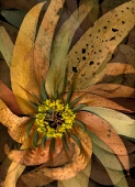 Whole leaf...open edition