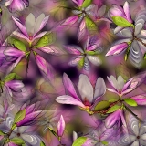 Magnolia...limited edition 120
