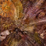 Whirld...limited edition 120