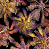 Poppy...limited edition 120