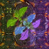 Salvia...limited edition 120