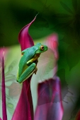 Green Treefrog...Open Edition 