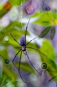 Golden Orb...Open Edition 