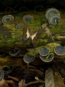 Forest Steps...Open Edition 