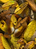 Yellow...Open Edition 