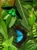 Ulysses Birdwing...Open Edition 