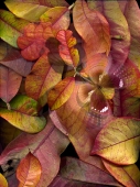 Autumn Breeze...limited edition 120.