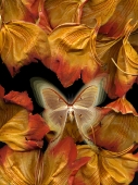 African Tulip...Open Edition 