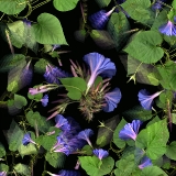 Morning Glory...Open Edition 