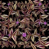 Zebrina...Open Edition 