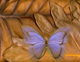 Silk Wings...Open Edition 