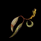 Twisted Beleaf...limited edition 45