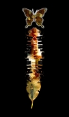 Metamorphosis...limited edition 120