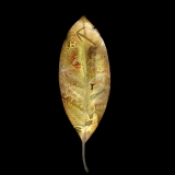 Word of Leaf 5...limited edition 45