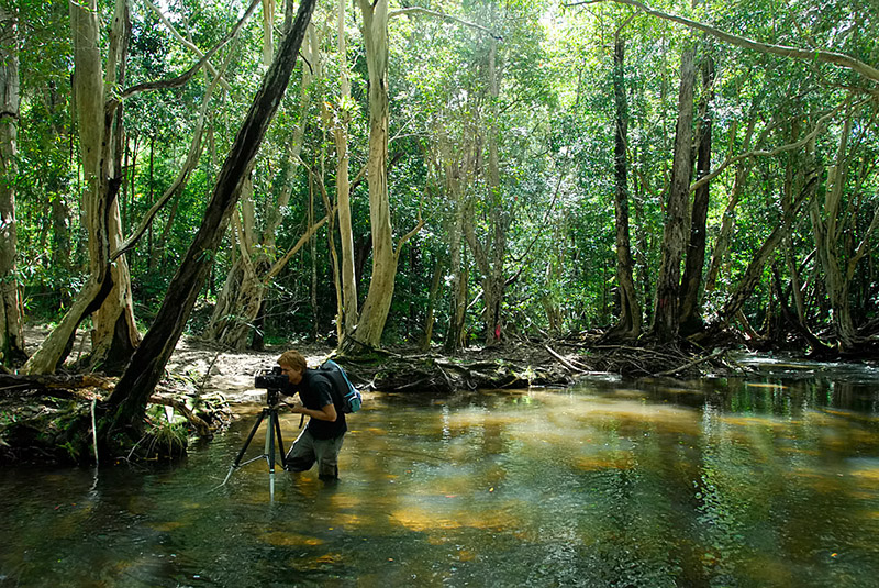 Clohsey river, qld, 2010, medium format landscape photography, photo by Steven Nowakowski. Clohsey river, qld, 2010, medium format landscape photography, photo by Steven Nowakowski.