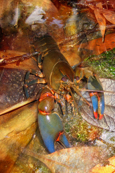 nf101a. Yabby artcard nf101a. Yabby artcard