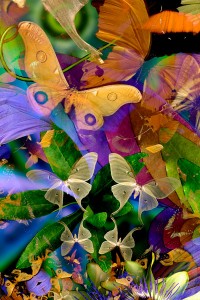 nf114a. Lunar Moths Artcard