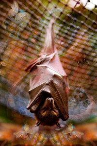 nf116a. Flying Fox Artcard