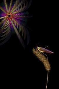 nf13. Leaf Eater Artcard