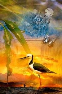 nf29b. Early Bird Artcard nf29b. Early Bird Artcard