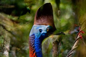 nf32c. Cassowary Artcard nf32c. Cassowary Artcard