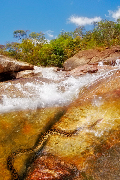 nf44. Davies Creek Python Artcard nf44. Davies Creek Python Artcard