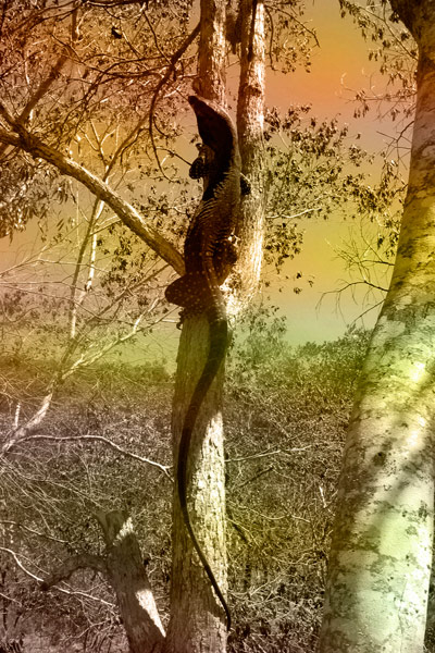 nf46. Lace Monitor Artcard nf46. Lace Monitor Artcard