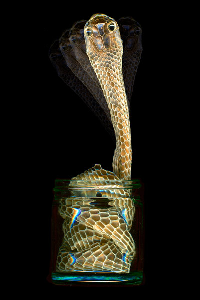nf49a. Snake Charm Artcard nf49a. Snake Charm Artcard