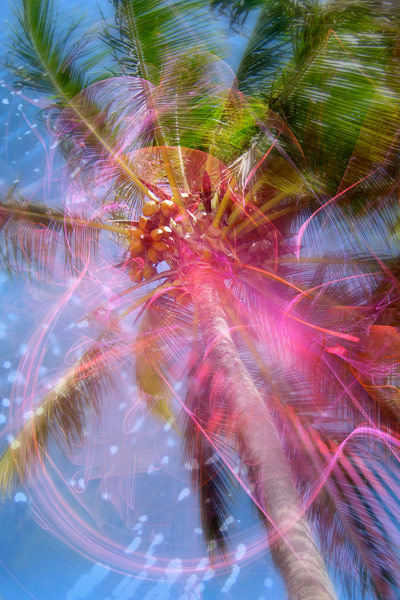nf85a. Coconut Tree Artcard nf85a. Coconut Tree Artcard