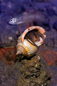 nf163a. Hermit Crab Artcard