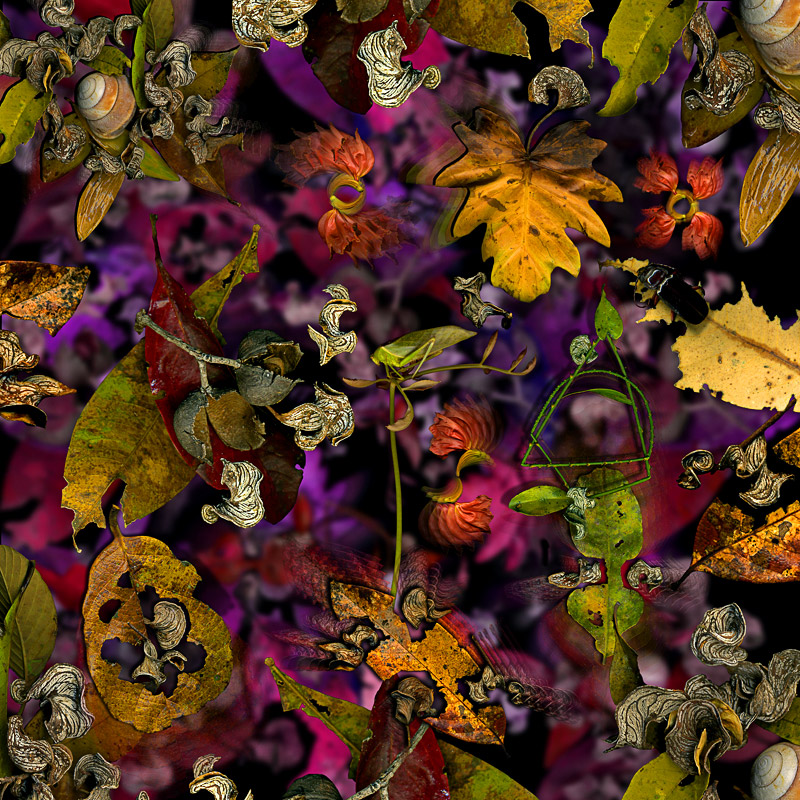 Black Wattle ...limited edition 50