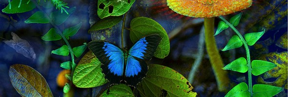 Moonshadow…Ulysses Butterfly (Papilio ulysses)