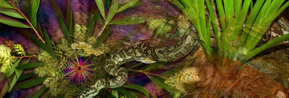 Wild Orchid Carpet Snake