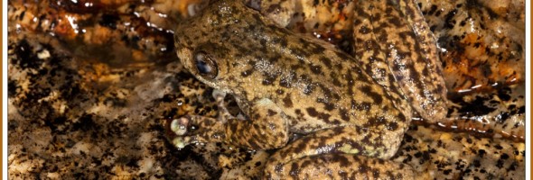 Waterfall frogs (litoria nannotis) eye spy