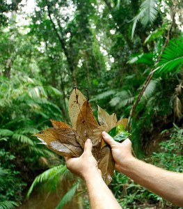 closeup of leaves 