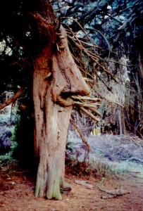 Nosetree, Ocean Beach, San Francisco, California