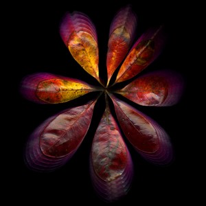 Red Port Leaves 2